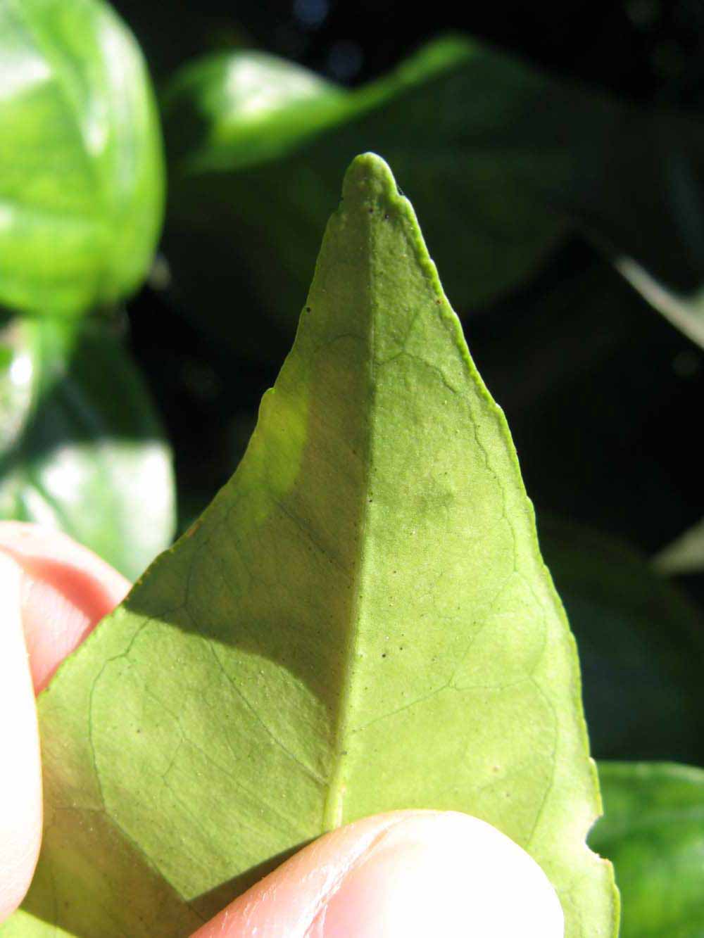              Margin (Winter Haven, FL)       